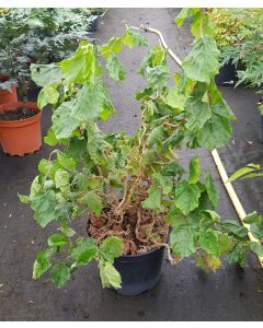 Corylus avellana MEDUSA® 'JWW9' / Noisetier tortueux nain