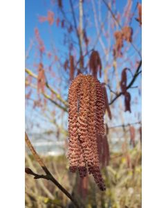 Corylus maxima 'Purpurea' / Noisetier pourpre