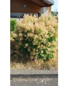 Cotinus coggygria 'Young Lady'® / Arbre à perruque