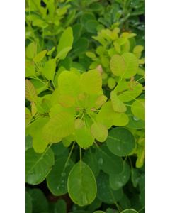 Cotinus coggygria GOLDEN LADY® 'Mincojau3' / Arbre à perruque
