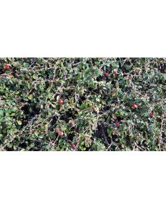 Cotoneaster microphyllus 'Streib's Findling'/ Cotoneaster rampant