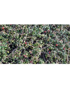 Cotoneaster radicans 'Eichholz' / Cotoneaster rampant