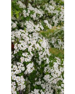 Crataegus monogyna / Aubépine blanche