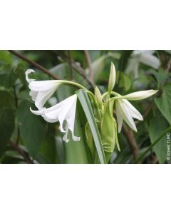 Crinum x powellii 'Alba' / Crinole de Powell