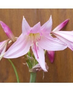 Crinum x powellii 'Rosea' / Crinole de Powell