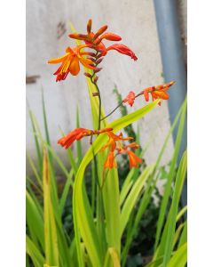 Crocosmia x crocosmiiflora 'Orange' / Montbrétia à fleurs de crocosmia