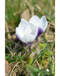 Crocus chrysanthus 'Prins Claus' (Multi-bulbe) / Crocus botanique naturalisable