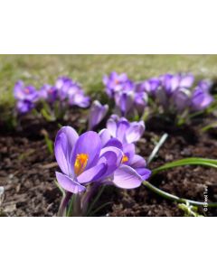 Crocus x vernus 'Grand Maitre' (Multi-bulbe) / Crocus à Grandes Fleurs naturalisable
