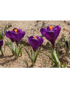 Crocus x vernus 'Flower Record' (Multi-bulbe) / Crocus à Grandes Fleurs naturalisable