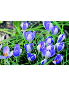 Crocus x vernus 'Vanguard' (Multi-bulbe) / Crocus à Grandes Fleurs naturalisable