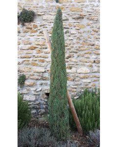 Cupressus sempervirens 'Stricta' / Cyprès d'Italie