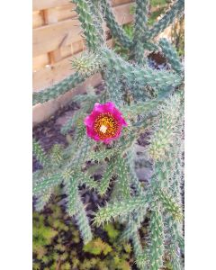 Cylindropuntia spinosior