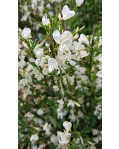 Cytisus x praecox 'Albus' / Genêt à Balais