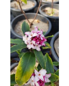 Daphne odora 'Aureomarginata' / Daphné odorant