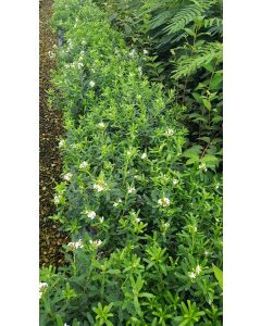 Daphne x transatlantica ETERNAL FRAGRANCE® 'Blafra' / Daphné parfumée