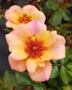 DECOROSIER BAÏA® / Rosier paysager rose orangé BAÏA®