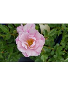DECOROSIER MAREVA® 'Noamel' / Rosier paysager rose pâle MAREVA®