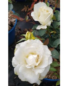 Rosa x Voluptia® LOVELY WHITE® / Rosier Buisson Voluptia® LOVELY WHITE®
