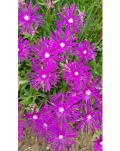 Delosperma cooperi 'Canton Loup' / Pourpier vivace