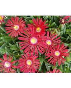 Delosperma dyeri 'Nani Forssmann' / Pourpier vivace