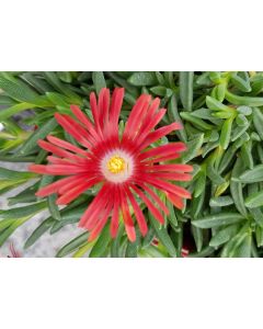 Delosperma dyeri 'Red Mountain' / Pourpier vivace