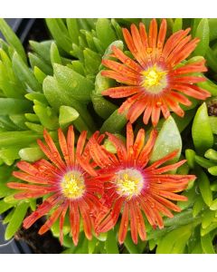 Delosperma FUNNY FRESH 'Dream' / Pourpier vivace