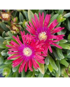 Delosperma FUNNY FRESH 'Fire' / Pourpier vivace