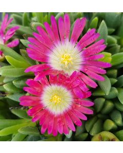 Delosperma FUNNY FRESH 'Hurricane' / Pourpier vivace