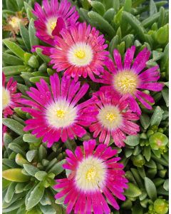 Delosperma FUNNY FRESH 'Illusion' / Pourpier vivace