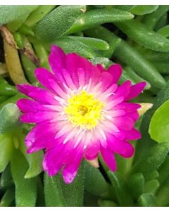 Delosperma JEWEL OF DESERT® AMETHYST® 'DSAM13-1' / Pourpier vivace
