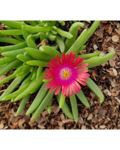 Delosperma JEWEL OF DESERT® GARNET® / Pourpier vivace