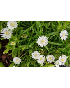Delosperma JEWEL OF DESERT® MOON STONE® / Pourpier vivace