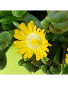 Delosperma JEWEL OF DESERT® PERIDOT® / Pourpier vivace