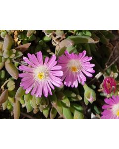Delosperma JEWEL OF DESERT® ROSEQUARTZ® / Pourpier vivace