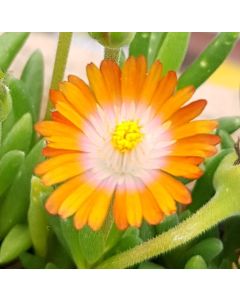 Delosperma JEWEL OF DESERT® 'Topaze' / Pourpier vivace
