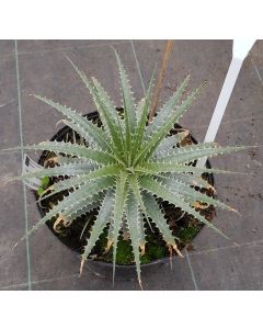 Deuterocohnia longipetala 