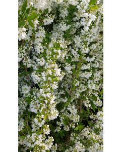 Deutzia gracilis / Deutzie compacte à fleurs blanches