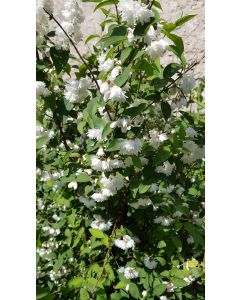 Deutzia gracilis / Deutzie compacte à fleurs blanches