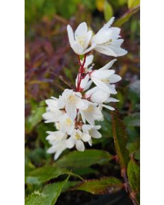 Deutzia gracilis 'Nikko' / Deutzie compacte à fleurs blanches