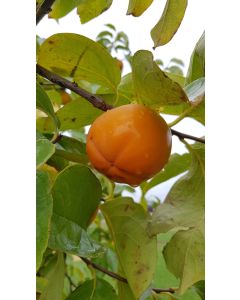 Diospyros kaki (De semis) / Kaki de Chine