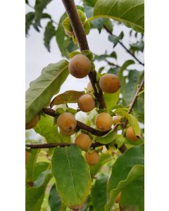 Diospyros lotus (De semis) / Plaqueminier d'Italie