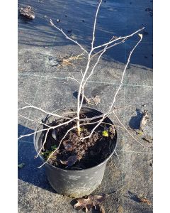 Diospyros rhombifolia (De semis) / Plaqueminier nain