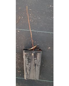 Diospyros virginiana (De semis) / Plaqueminier de Virginie