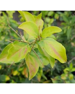 Dovyalis caffra (De semis) / Pommier Kei