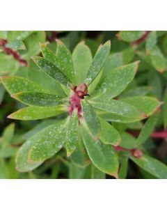 Drimys aromatica (De semis) / Poivre de Tasmanie