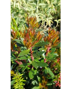 Drimys aromatica 'Selection Mâle' / Poivre de Tasmanie