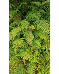 Dryopteris filix-mas 'Crispa Cristata' / Fougère mâle