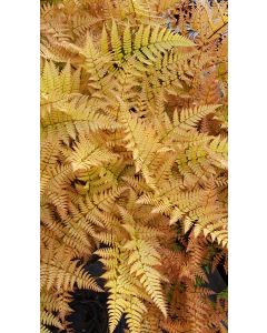 Dryopteris erythrosora 'Prolifica' / Fougère rose cuivré