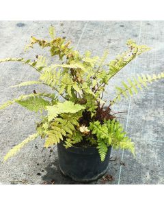 Dryopteris filix-mas / Fougère mâle