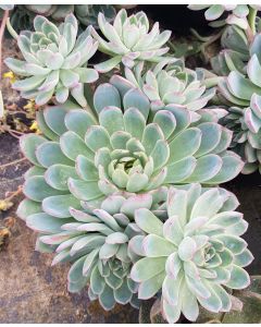 Echeveria 'Apus'